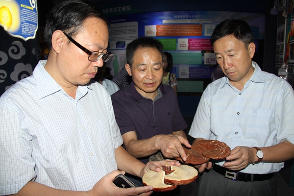 杭州亞運會官方靈芝產品供應商|杭州亞運會官方供應商|中國靈芝十大品牌|仙客來靈芝|仙客來靈芝破壁孢子粉|仙客來孢子油|仙客來靈芝飲片|仙客來破壁孢子粉|靈芝孢子油|孢子粉|靈芝破壁孢子粉|靈芝|中華老字號
