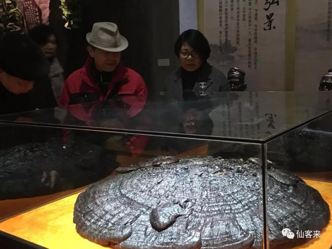 中國靈芝十大品牌|仙客來靈芝|仙客來靈芝破壁孢子粉|仙客來孢子油|仙客來靈芝飲片|仙客來破壁孢子粉|仙客來靈芝中藥飲片|馳名商標|stephenmgreenarchives.com|
