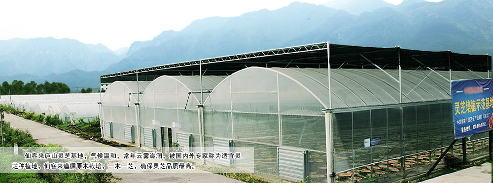 中國靈芝十大品牌|仙客來靈芝|仙客來靈芝破壁孢子粉|仙客來孢子油|仙客來靈芝飲片|仙客來破壁孢子粉|仙客來靈芝中藥飲片|馳名商標(biāo)|stephenmgreenarchives.com|