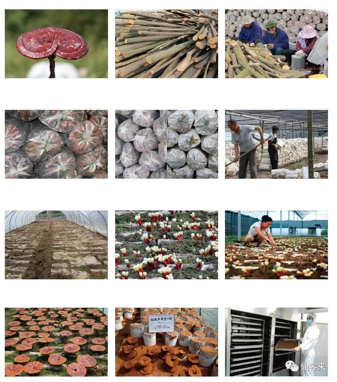 中國(guó)靈芝十大品牌|仙客來(lái)靈芝|仙客來(lái)靈芝破壁孢子粉|仙客來(lái)孢子油|仙客來(lái)靈芝飲片|仙客來(lái)破壁孢子粉|仙客來(lái)靈芝中藥飲片|馳名商標(biāo)|stephenmgreenarchives.com|