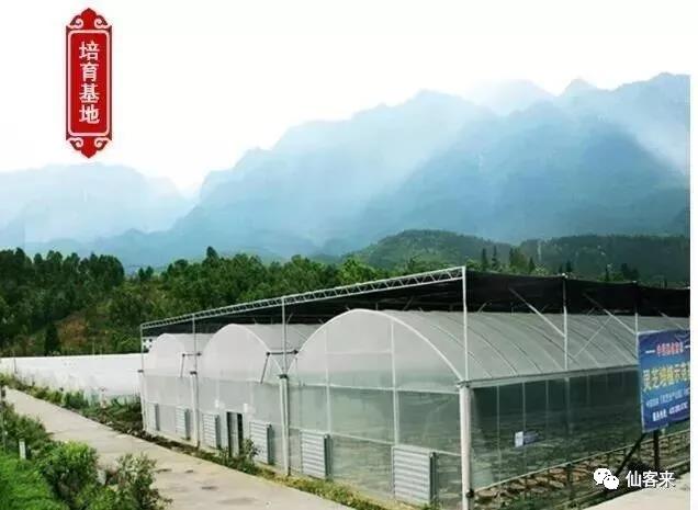 中國(guó)靈芝十大品牌|仙客來(lái)靈芝|仙客來(lái)靈芝破壁孢子粉|仙客來(lái)孢子油|仙客來(lái)靈芝飲片|仙客來(lái)破壁孢子粉|仙客來(lái)靈芝中藥飲片|馳名商標(biāo)|stephenmgreenarchives.com|