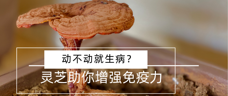 杭州亞運會官方靈芝產品供應商|杭州亞運會官方供應商|中國靈芝十大品牌|仙客來靈芝|仙客來靈芝破壁孢子粉|仙客來孢子油|仙客來靈芝飲片|仙客來破壁孢子粉|靈芝孢子油|孢子粉|靈芝破壁孢子粉|靈芝|中華老字號