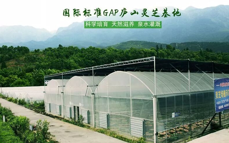 杭州亞運會官方靈芝產品供應商|杭州亞運會官方供應商|中國靈芝十大品牌|仙客來靈芝|仙客來靈芝破壁孢子粉|仙客來孢子油|仙客來靈芝飲片|仙客來破壁孢子粉|靈芝孢子油|孢子粉|靈芝破壁孢子粉|靈芝|中華老字號